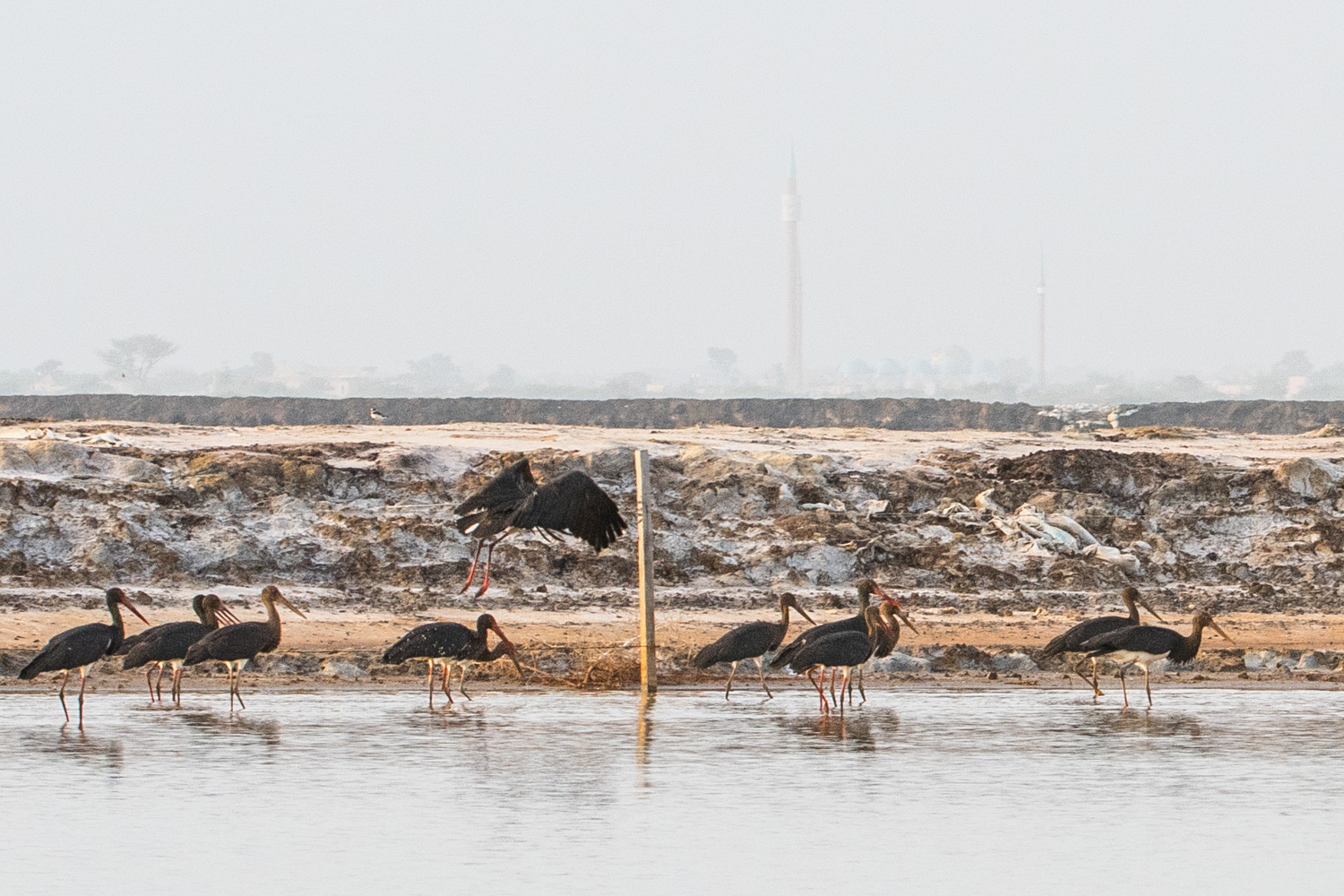 Cigognes noires (Black Stork, Ciconia Nigra) en stationnement migratoire devant la zone de production de sel de la ville de Kaolack, Sénégal (13)-4246